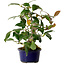 Camellia japonica, 22 cm, ± 12 years old