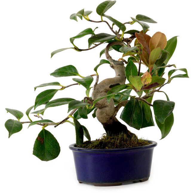 Camellia japonica, 22 cm, ± 12 ans
