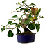 Camellia japonica, 22 cm, ± 12 Jahre alt