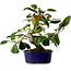 Camellia japonica, 22 cm, ± 12 jaar oud