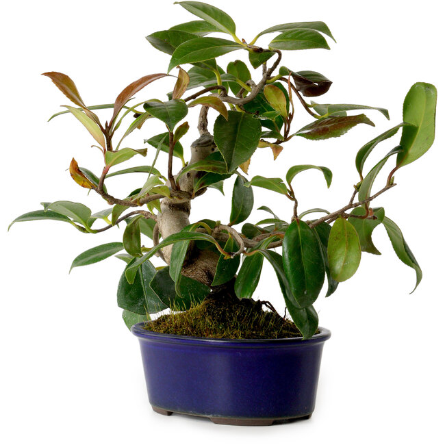 Camellia japonica, 22 cm, ± 12 years old