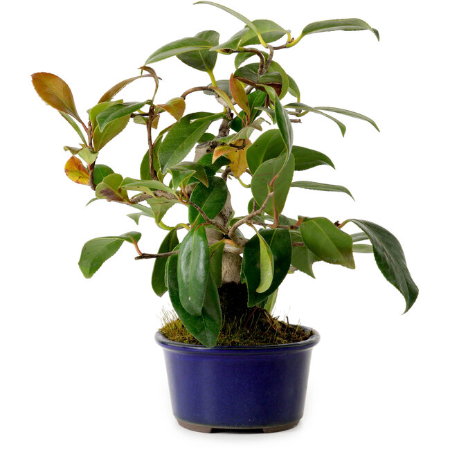 Camellia japonica, 22 cm, ± 12 years old