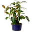 Camellia japonica, 22 cm, ± 12 Jahre alt