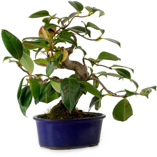 Camellia japonica, 22 cm, ± 12 jaar oud