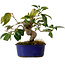 Camellia japonica, 19 cm, ± 12 ans
