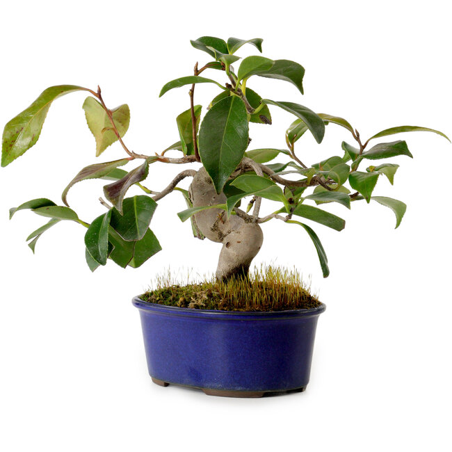 Camelia japonica, 19 cm, ± 12 años de edad