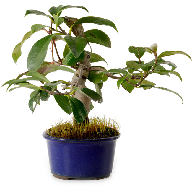 Camellia japonica, 19 cm, ± 12 Jahre alt