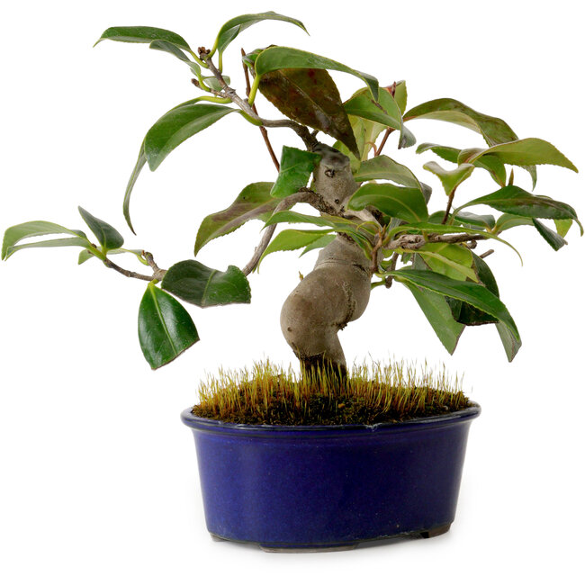 Camellia japonica, 19 cm, ± 12 years old