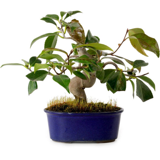 Camellia japonica, 19 cm, ± 12 jaar oud