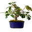 Camellia japonica, 19 cm, ± 12 Jahre alt
