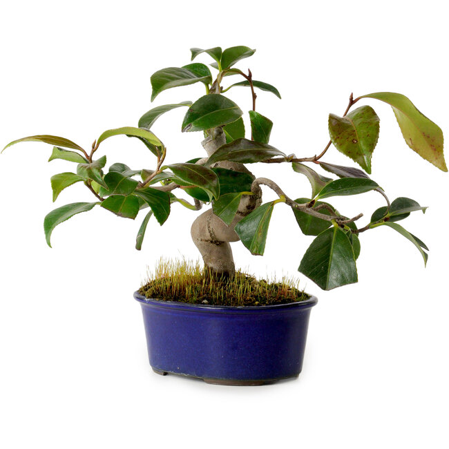 Camelia japonica, 19 cm, ± 12 años de edad