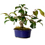Camellia japonica, 19 cm, ± 12 anni