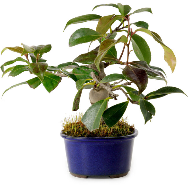 Camellia japonica, 19 cm, ± 12 anni
