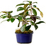 Camellia japonica, 19 cm, ± 12 years old