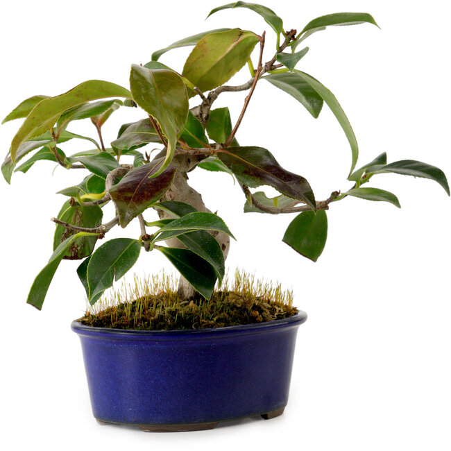 Camellia japonica, 19 cm, ± 12 jaar oud