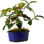 Camellia japonica, 19 cm, ± 12 jaar oud