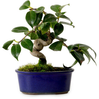 Camellia japonica, 17 cm, ± 12 ans