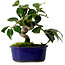 Camellia japonica, 17 cm, ± 12 anni