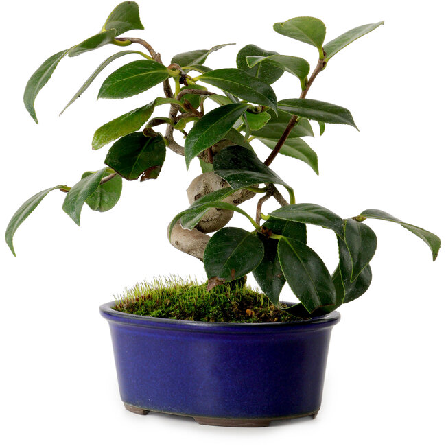 Camellia japonica, 17 cm, ± 12 Jahre alt