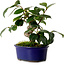 Camellia japonica, 17 cm, ± 12 Jahre alt