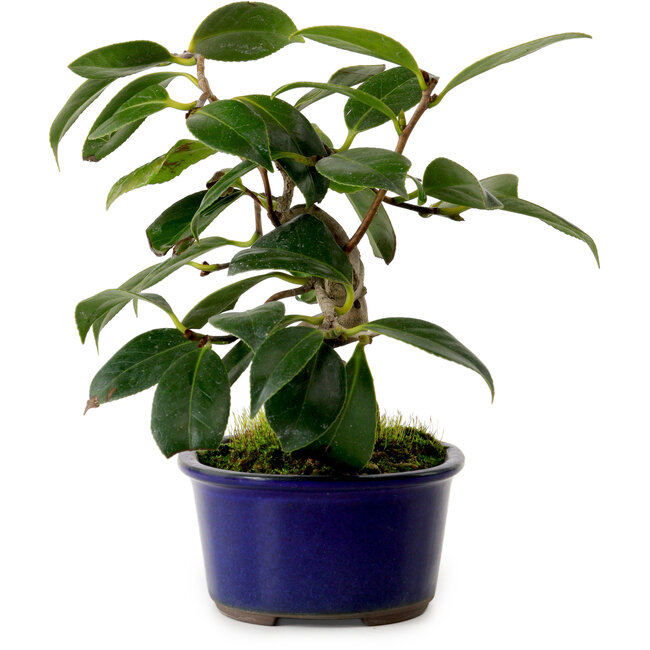 Camellia japonica, 17 cm, ± 12 ans