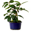 Camellia japonica, 17 cm, ± 12 years old