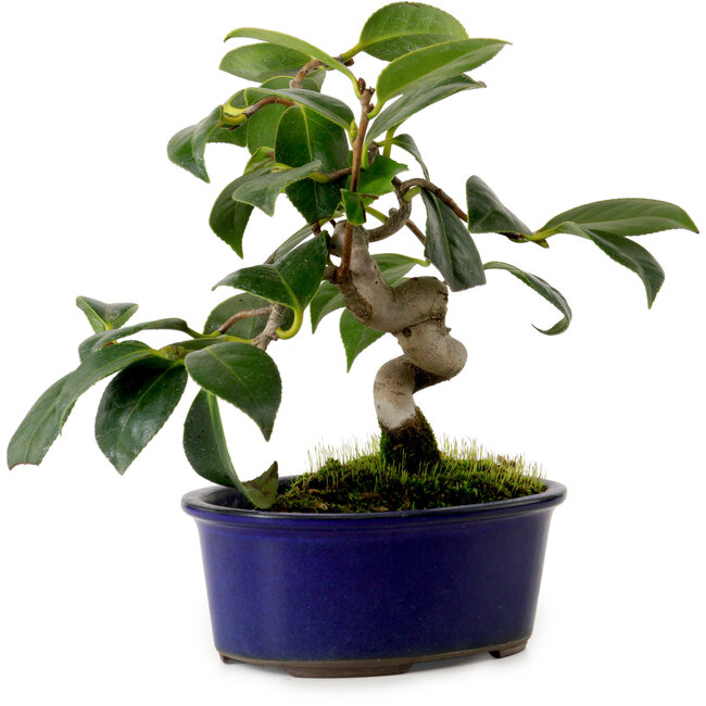 Camellia japonica, 17 cm, ± 12 years old