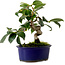 Camellia japonica, 17 cm, ± 12 Jahre alt