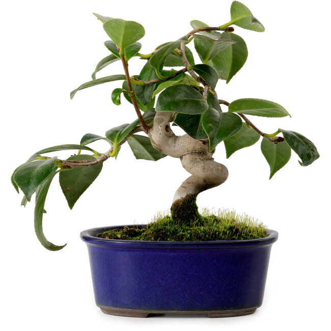 Camellia japonica, 17 cm, ± 12 anni