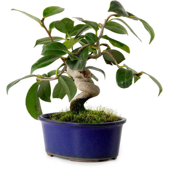 Camellia japonica, 17 cm, ± 12 years old