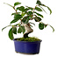 Camellia japonica, 17 cm, ± 12 Jahre alt