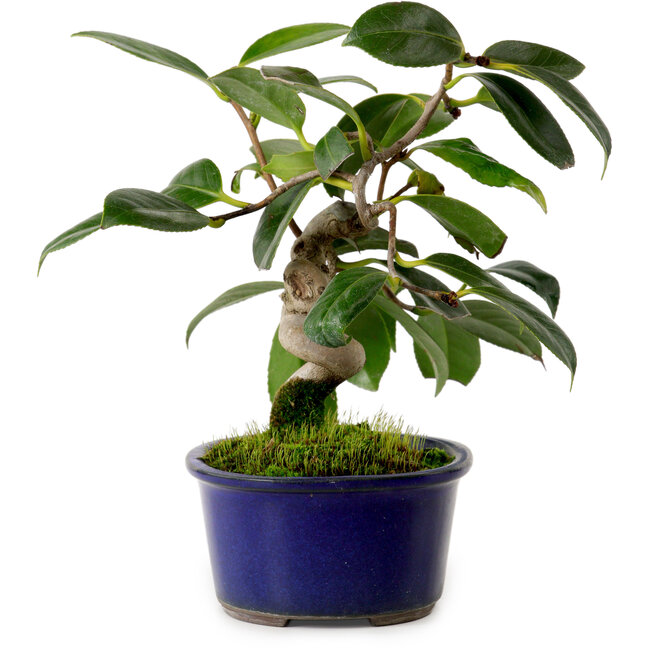 Camellia japonica, 17 cm, ± 12 Jahre alt
