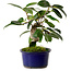 Camellia japonica, 17 cm, ± 12 Jahre alt