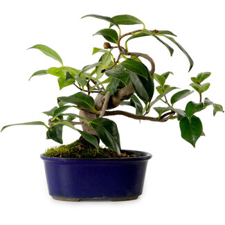 Camellia japonica, 19 cm, ± 12 ans