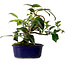 Camellia japonica, 19 cm, ± 12 Jahre alt