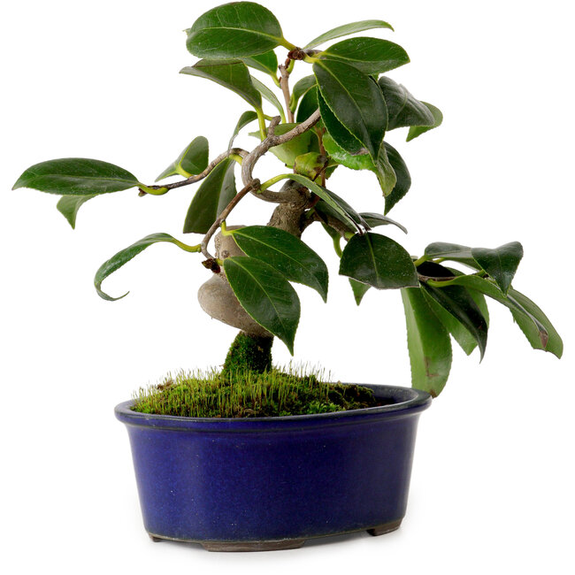 Camelia japonica, 17 cm, ± 12 años de edad.