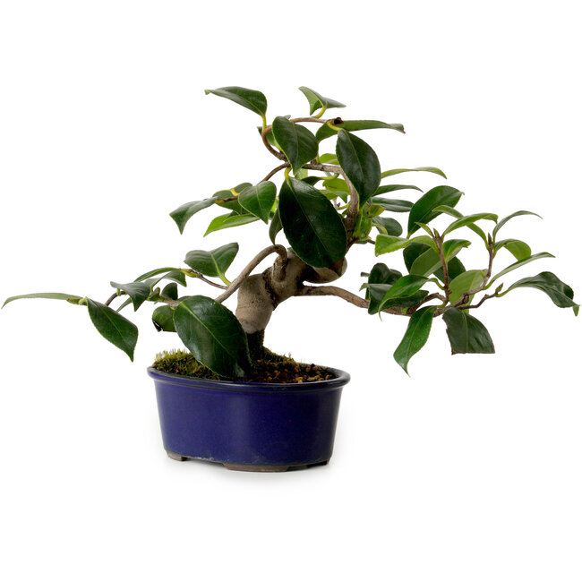 Camelia japonica, 19 cm, ± 12 años de edad