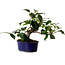 Camelia japonica, 19 cm, ± 12 años de edad