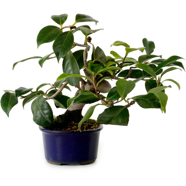 Camellia japonica, 19 cm, ± 12 anni