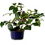 Camellia japonica, 19 cm, ± 12 anni