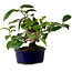 Camellia japonica, 19 cm, ± 12 jaar oud