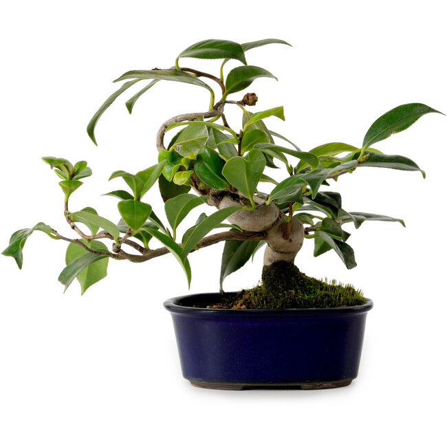 Camelia japonica, 19 cm, ± 12 años de edad