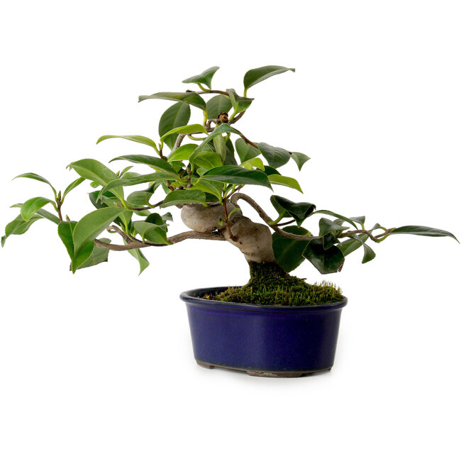 Camellia japonica, 19 cm, ± 12 anni