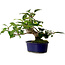 Camellia japonica, 19 cm, ± 12 years old