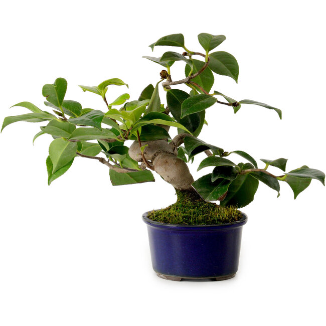 Camellia japonica, 19 cm, ± 12 years old