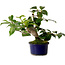Camellia japonica, 19 cm, ± 12 ans