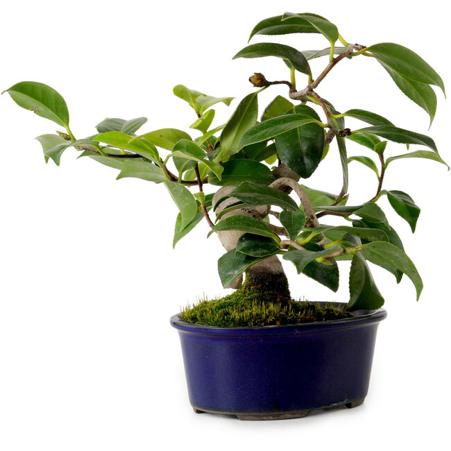 Camellia japonica, 19 cm, ± 12 anni