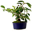 Camellia japonica, 19 cm, ± 12 jaar oud
