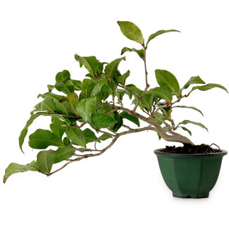 Camellia japonica, 25 cm, ± 15 Jahre alt