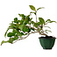 Camellia japonica, 25 cm, ± 15 Jahre alt